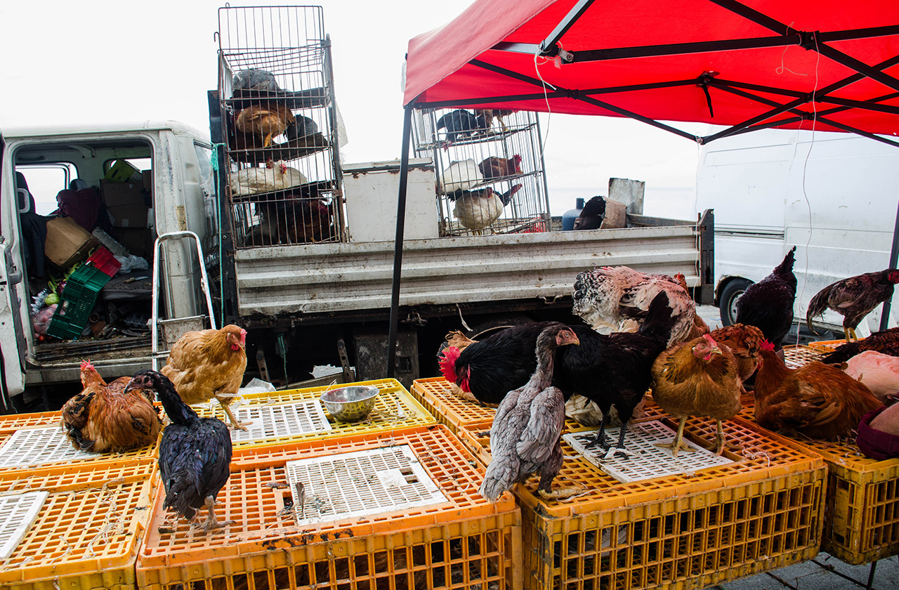 Poules au Marché de Saint-Paul